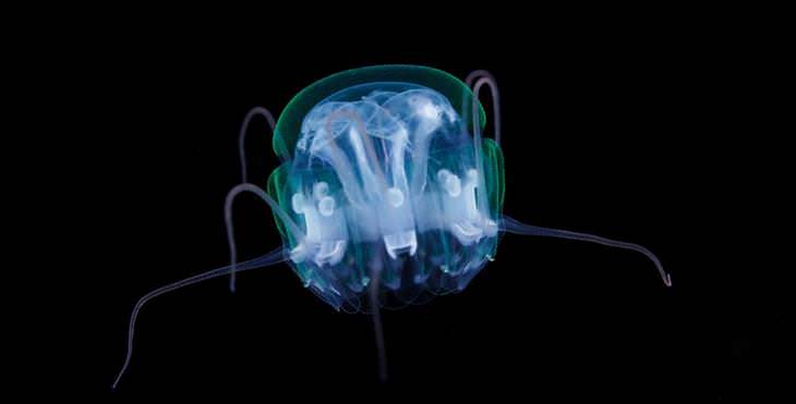 Imágenes De Criaturas Marinas En Su Hábitat  tipos de medusas