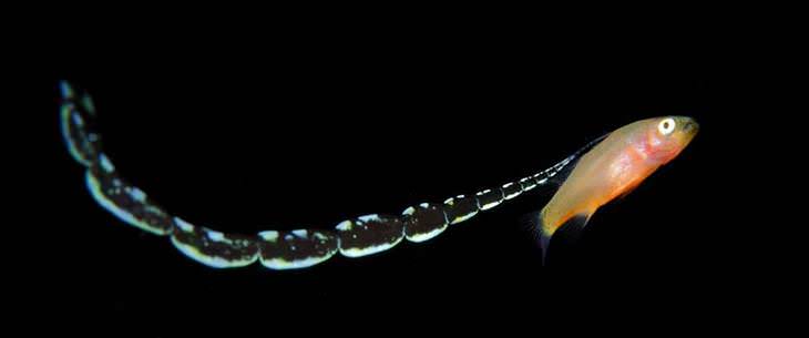 Imágenes De Criaturas Marinas En Su Hábitat pez anaranjado miniatura