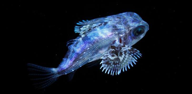 Imágenes De Criaturas Marinas En Su Hábitat pez multicolor