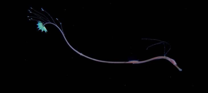 Imágenes De Criaturas Marinas En Su Hábitat plancton