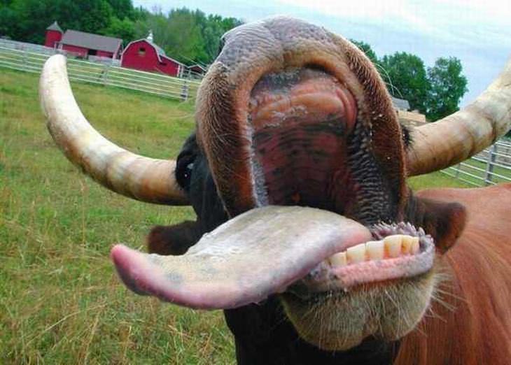 vaca con lengua fuera