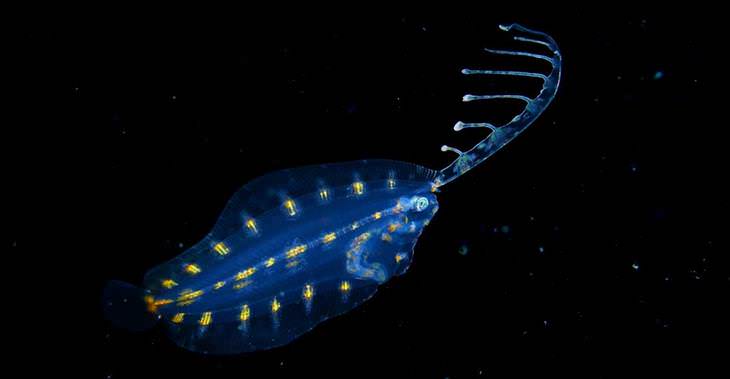 Imágenes De Criaturas Marinas En Su Hábitat pez azul con amarillo