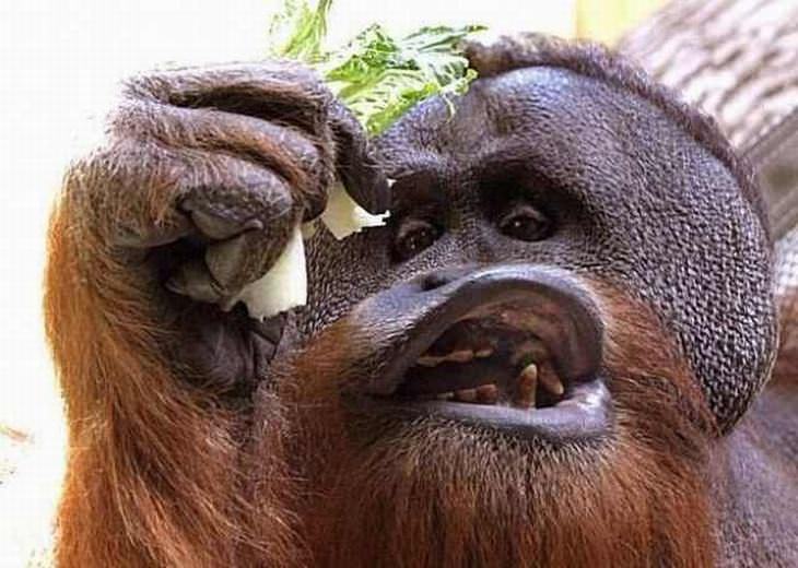 mono comiendo platano