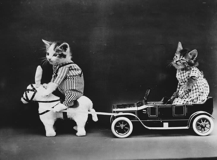 Imágenes Vintage De Perros y Gatos gatos en carruaje