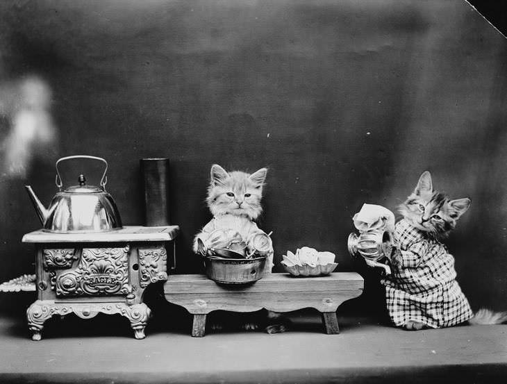 Imágenes Vintage De Perros y Gatos gatos limpiando los platos