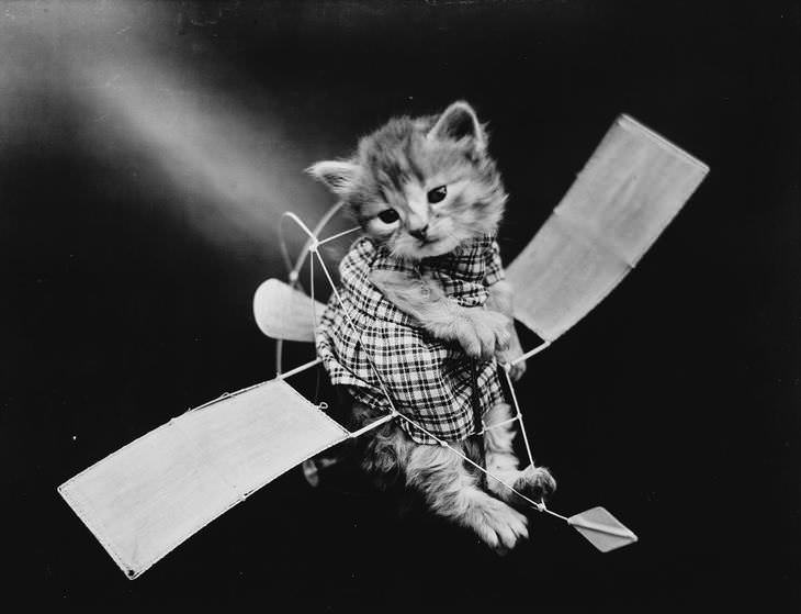 Imágenes Vintage De Perros y Gatos gato en aeroplano