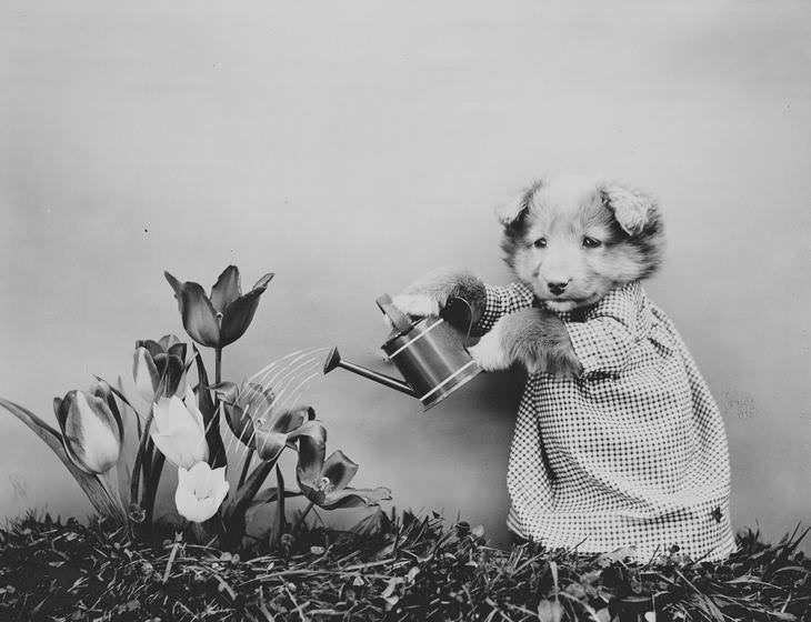 Imágenes Vintage De Perros y Gatos perro regando flores
