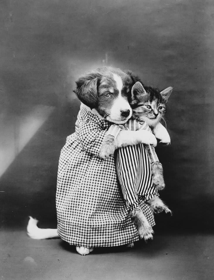 Imágenes Vintage De Perros y Gatos perro abrazando gato