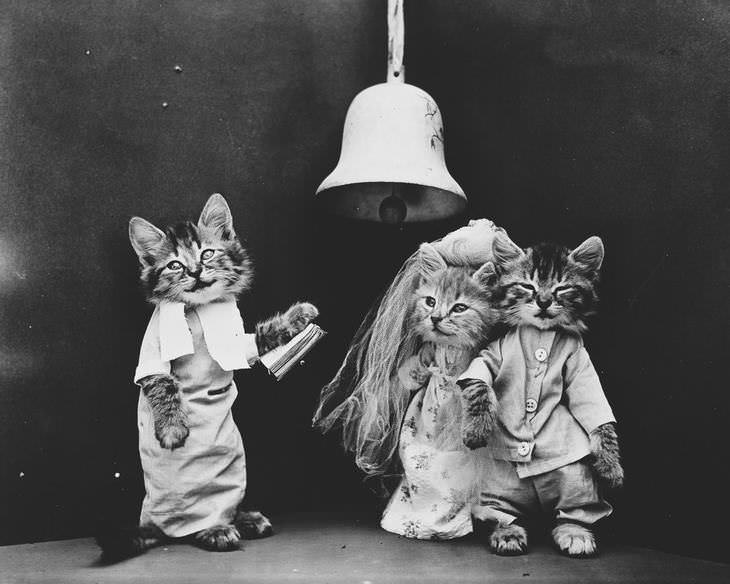 Imágenes Vintage De Perros y Gatos gatos vestidos de novios de boda
