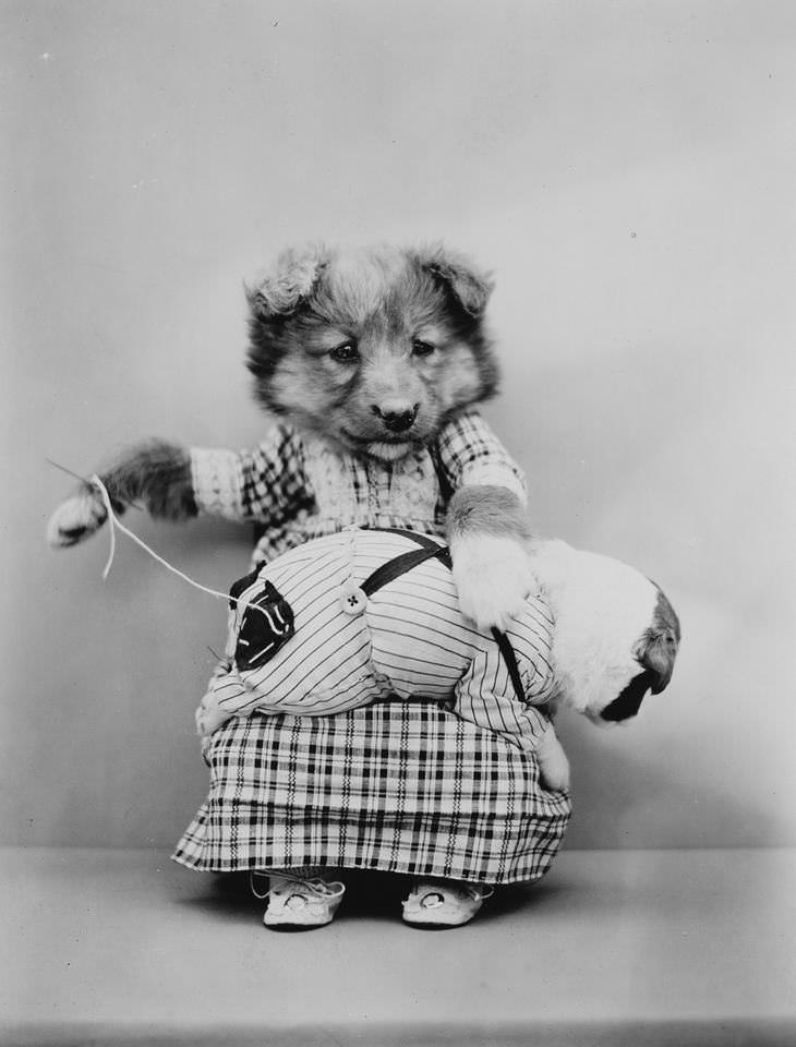 Imágenes Vintage De Perros y Gatos perro cosiendo ropa de otro perro