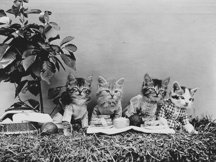 Imágenes Vintage De Perros y Gatos gatos posando en jardín