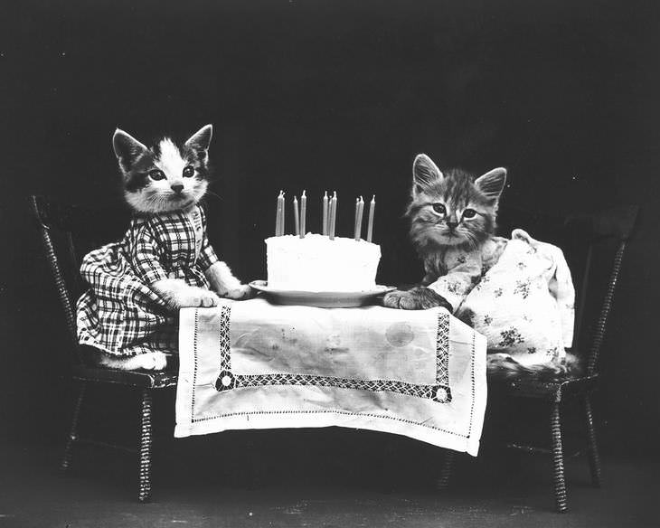 Imágenes Vintage De Perros y Gatos dos gatos con pastel de cumpleaños