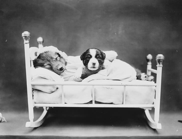 Imágenes Vintage De Perros y Gatos dos perros en una cuna
