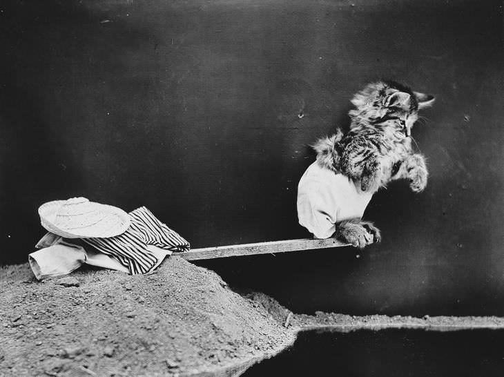 Imágenes Vintage De Perros y Gatos gato vestido en calzoncillos