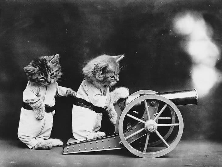 Imágenes Vintage De Perros y Gatos gatos disparando un mini cañón