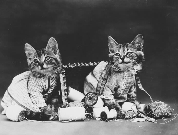 Imágenes Vintage De Perros y Gatos gatos llenos de hilos