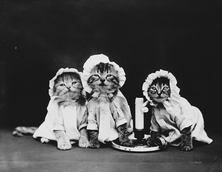 Imágenes Vintage De Perros y Gatos gatos con ropón de bebé