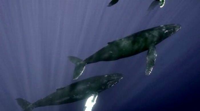 12 Fenómenos Naturales Que La Ciencia No Puede Explicar 4. Canto de ballenas