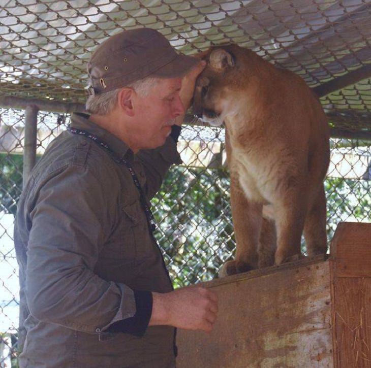 El Lugar En Washington Donde Puedes Convivir Con Lobos foto de puma con hombre