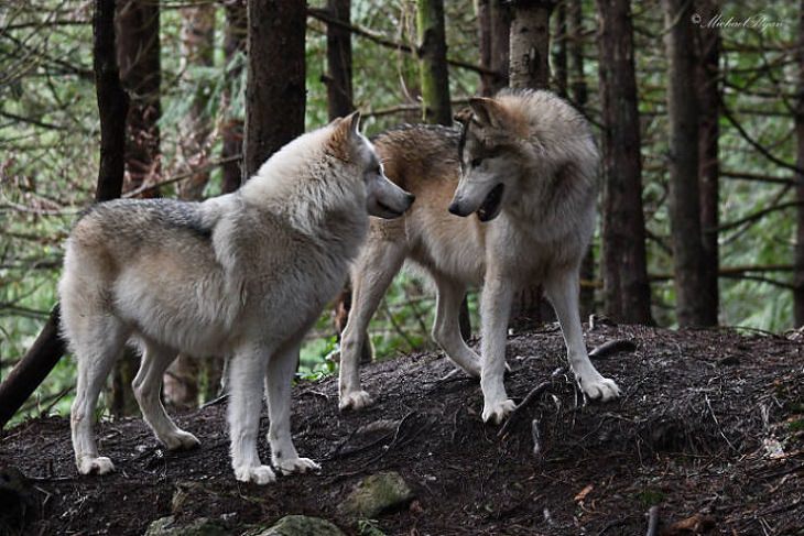 El Lugar En Washington Donde Puedes Convivir Con Lobos dos lobos juntos mirándose en la montaña
