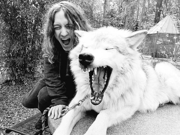 El Lugar En Washington Donde Puedes Convivir Con Lobos mujer y lobo bostezando juntos