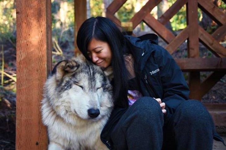 El Lugar En Washington Donde Puedes Convivir Con Lobos mujer acurrucándose con lobos