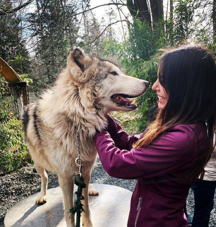 El Lugar En Washington Donde Puedes Convivir Con Lobos mujer chocando su nariz con un lobo
