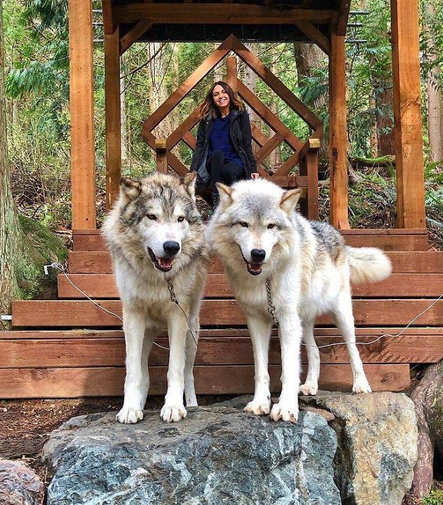 El Lugar En Washington Donde Puedes Convivir Con Lobos mujer se toma foto con lobos