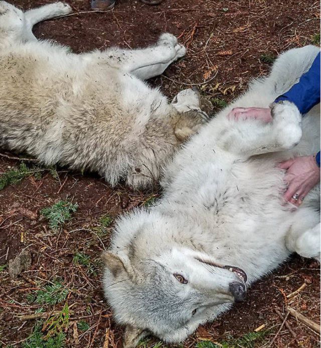 El Lugar En Washington Donde Puedes Convivir Con Lobos lobos siendo acariciados por personas