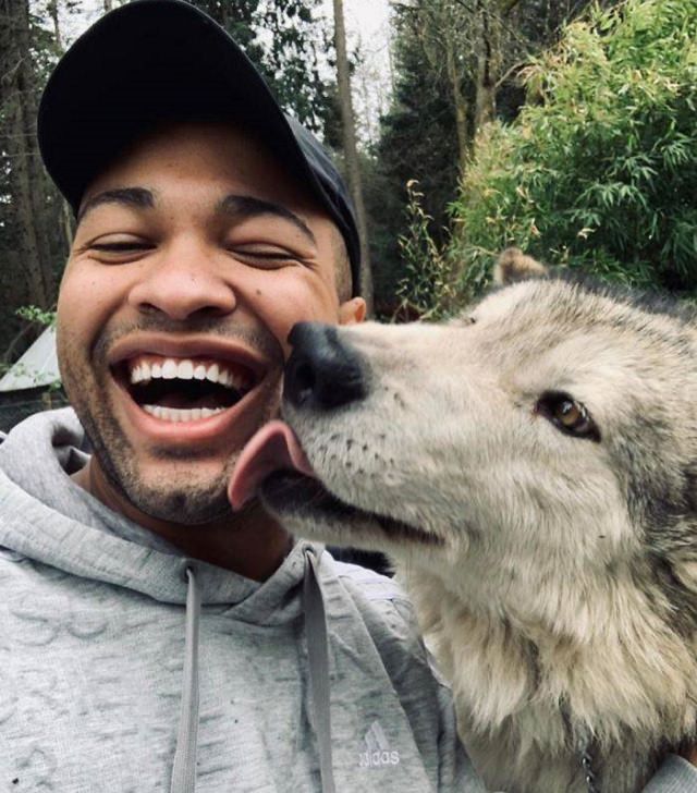 El Lugar En Washington Donde Puedes Convivir Con Lobos lobo besa a hombre en la mejilla