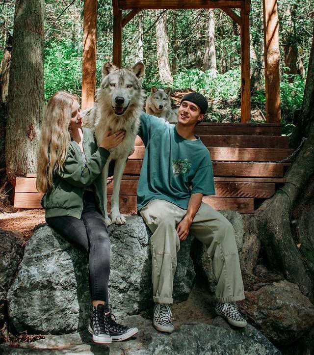El Lugar En Washington Donde Puedes Convivir Con Lobos pareja se toma foto con un lobo y otro lobo atrás
