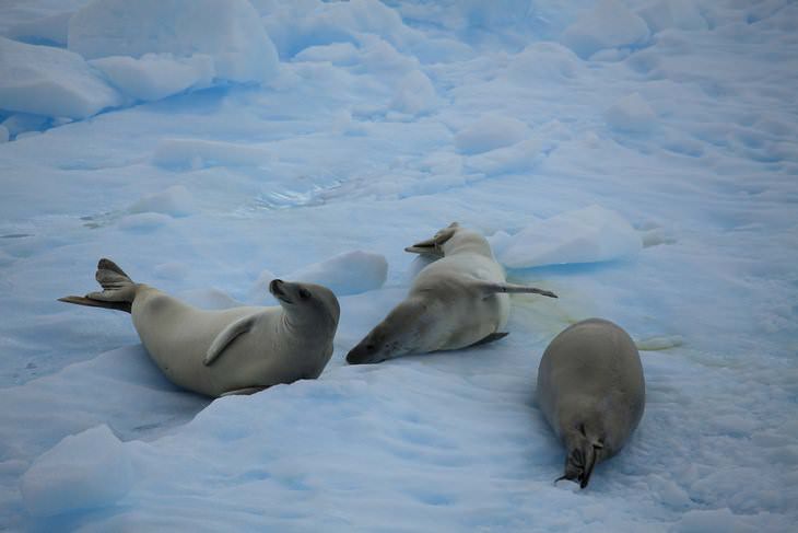 Paisajes de la Antártida focas cangejeras