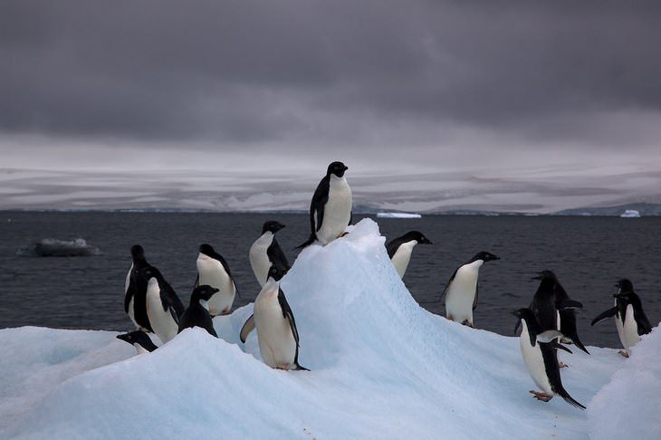Paisajes de la Antártida pingüinos Adelia