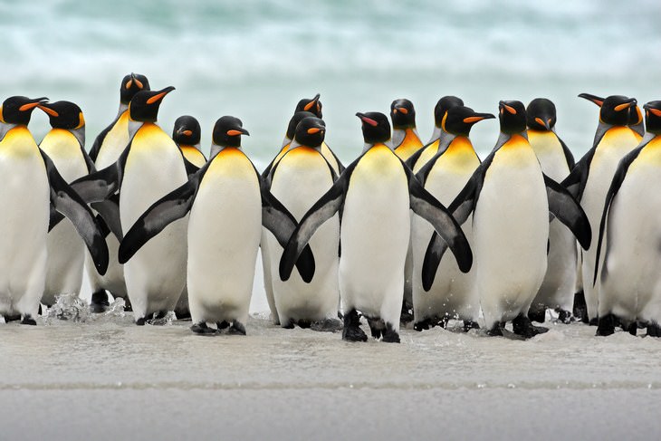 Paisajes de la Antártida pingüinos rey