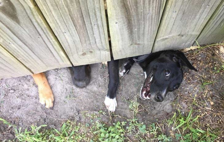 perrito asomado debajo de una cerca