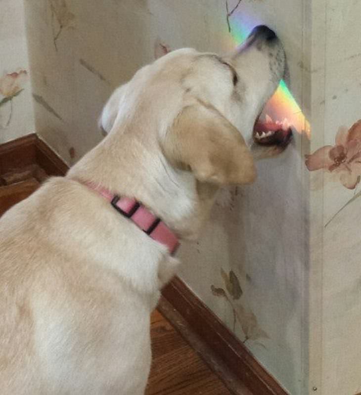 Perro y arcoiris