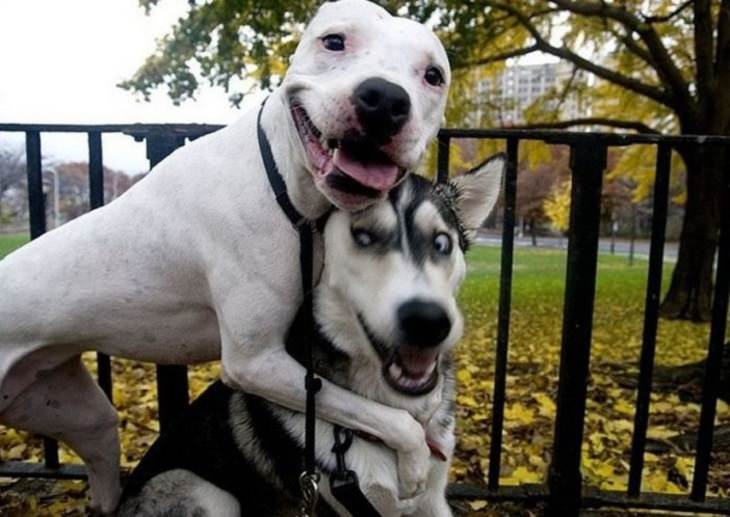 perro abrazando a otro perro