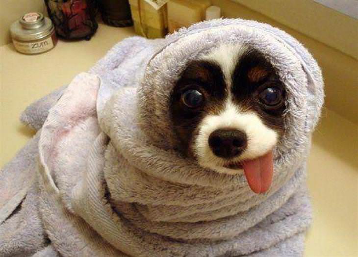 perrito bañado con toalla puesta