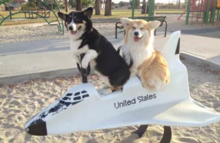 perros en juego de nave espacial