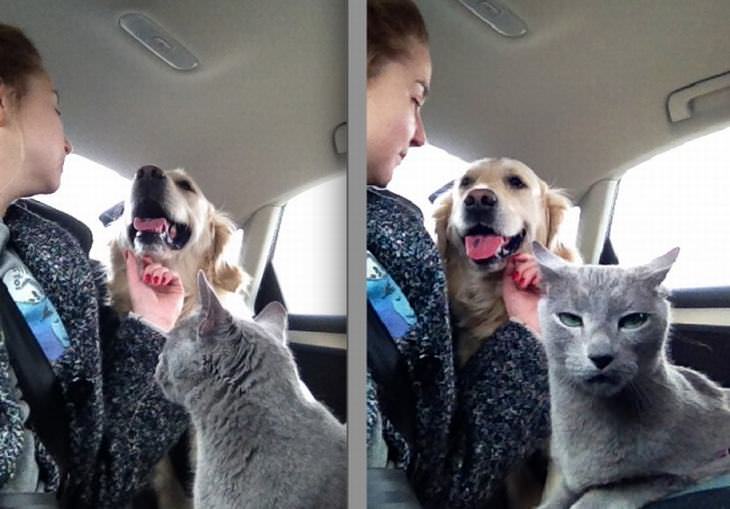 Memes Graciosos De Mascotas Gato celoso del perro en el automóvil