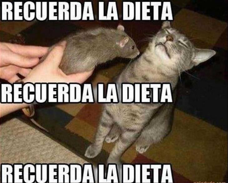 Memes Graciosos De Mascotas Gato Recuerda La Dieta