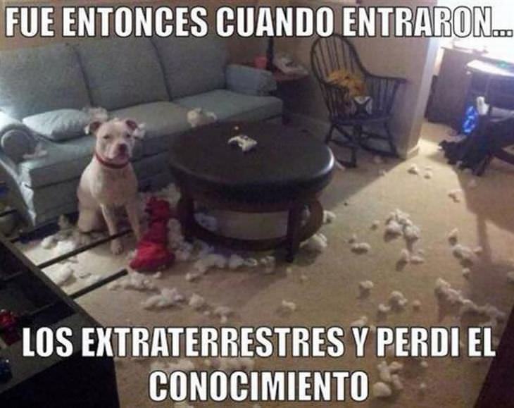 Memes Graciosos De Mascotas perro sala destrozada
