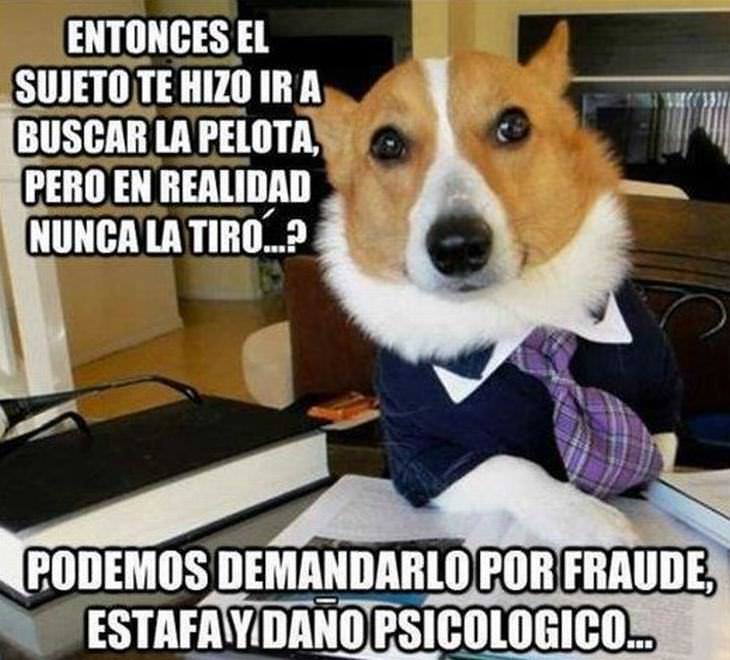 Memes Graciosos De Mascotas Perro abogado
