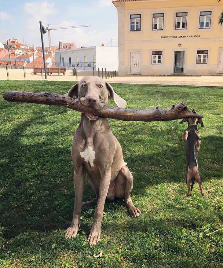 Imágenes de animales trabajando en equipo cachorro y perro adulto cargando tronco