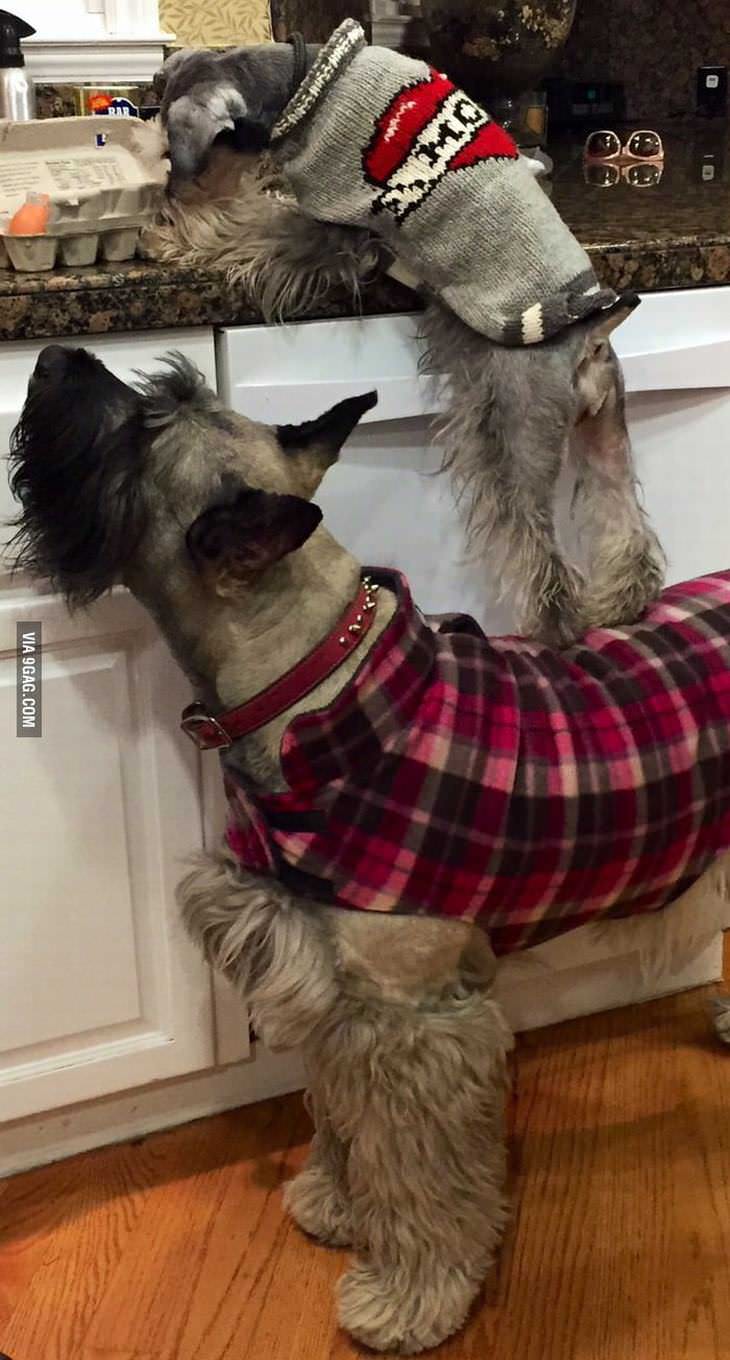 Imágenes de animales trabajando en equipo un perro ayuda a otro a subir al estante de cocina