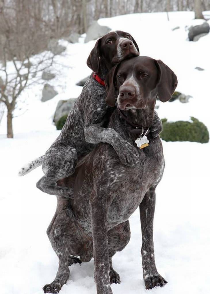 Imágenes de animales trabajando en equipo un perro carga a otro en la nieve