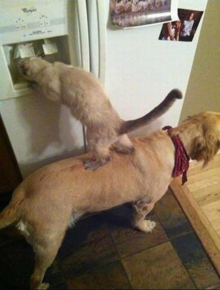 Imágenes de animales trabajando en equipo gato y perro en el refrigerador
