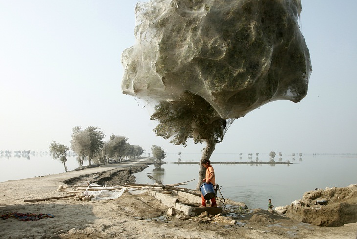 8 Lugares Reales Que Parecen Sacados De Películas 4. Árboles cubiertos en telaraña, Pakistán