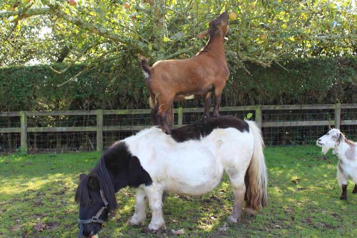 Imágenes de animales trabajando en equipo cabra encima de caballo
