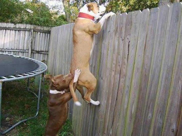 Imágenes de animales trabajando en equipo perro ayuda a otro a subir la cerca